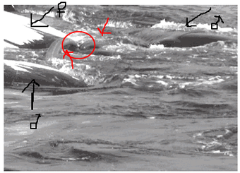 Illustration for article titled What does a ménage à trois between whales look like?